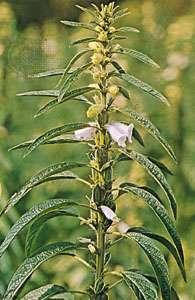 Sesame (Sesamum indicum)